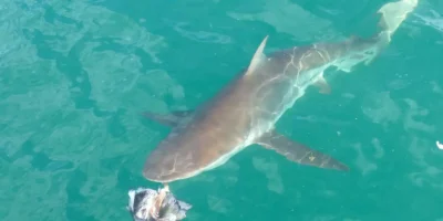 Медная акула Carcharhinus brachyurus