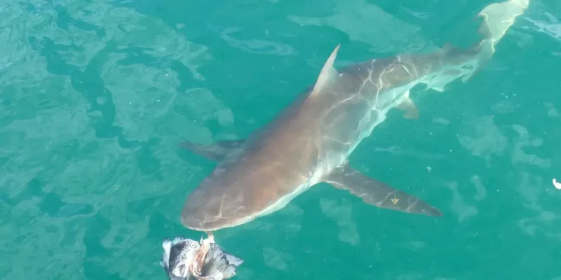 Медная акула Carcharhinus brachyurus