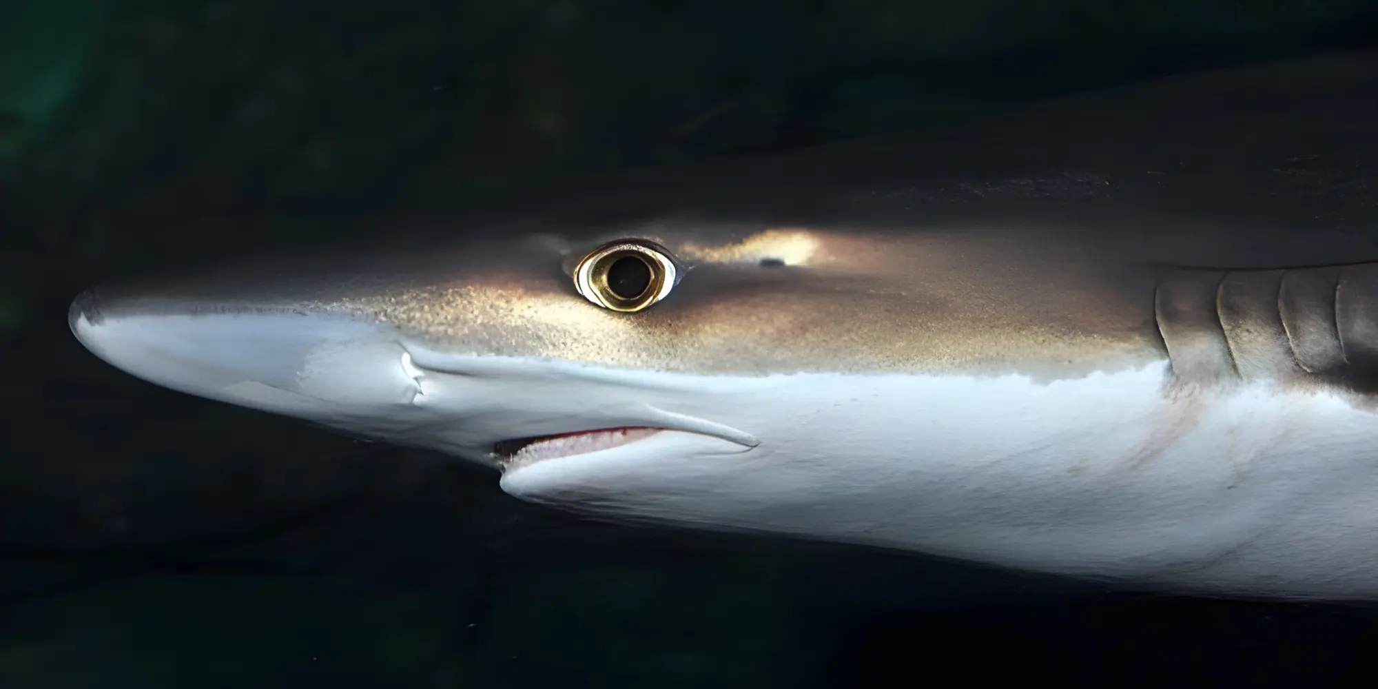 Голова суповой акулы Galeorhinus galeus