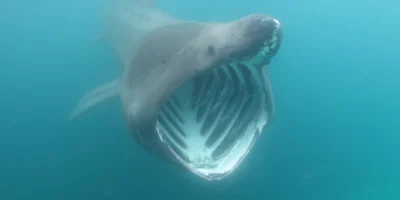 Открытая пасть гигантской акулы Cetorhinus maximus