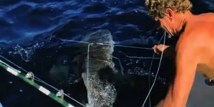 Трамп помиловал двух дайверов из Флориды, которые освободили 19 акул от ярусов по обвинению в краже