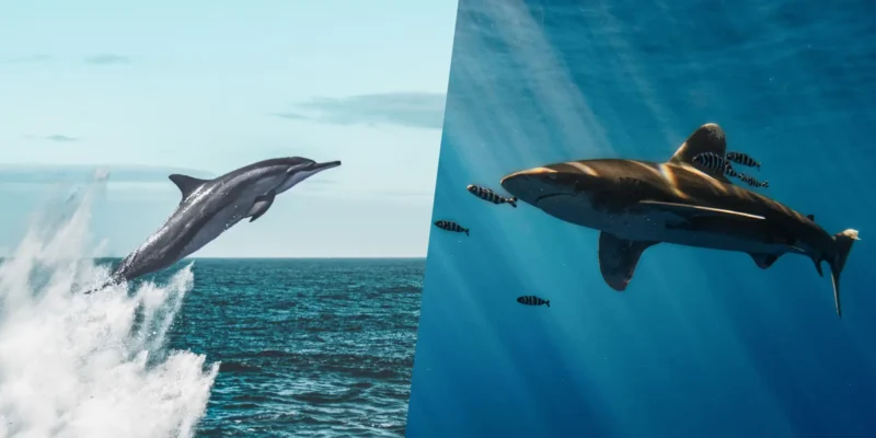 Почему некоторые акулы избегают дельфинов