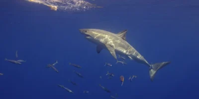Белая акула Carcharodon carcharias сбоку плывёт к приманке