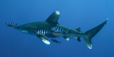 Длиннокрылая акула carcharhinus longimanus