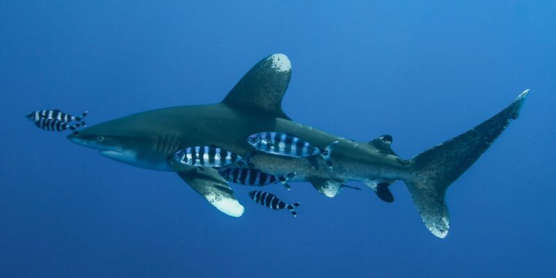 Длиннокрылая акула carcharhinus longimanus