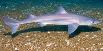 Катран Squalus acanthias над песком