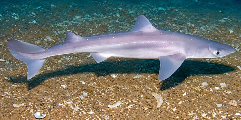 Катран Squalus acanthias над песком