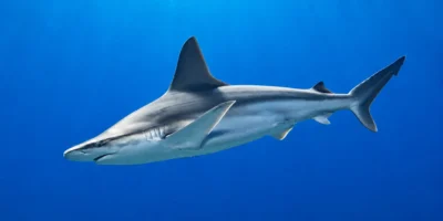 Серая акула Carcharhinus plumbeus в голубой воде