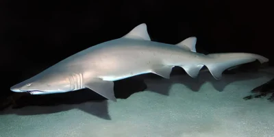 Песчаная акула Carcharias taurus на тёмном фоне Песчаная акула Carcharias taurus на тёмном фоне