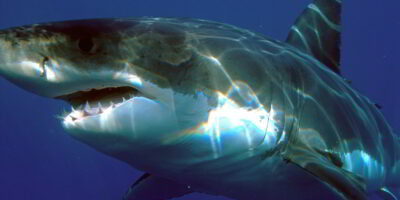 Большая белая акула Carcharodon carcharias Большая белая акула Carcharodon carcharias