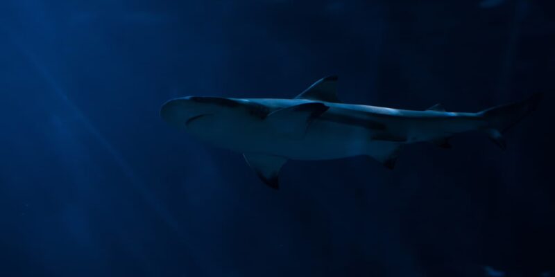 Жена Данило Галлинари получила травму во время плавания – состояние стабильное