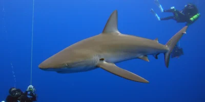 Галапагосская акула Carcharhinus galapagensis