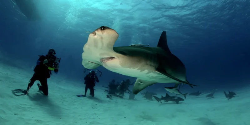 Großer Hammerhai Sphyrna mokarran Bahamas mit Tauchern