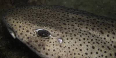 Großgefleckter Katzenhai Scyliorhinus stellaris Kopfaufnahme Großgefleckter Katzenhai Scyliorhinus stellaris Kopfaufnahme