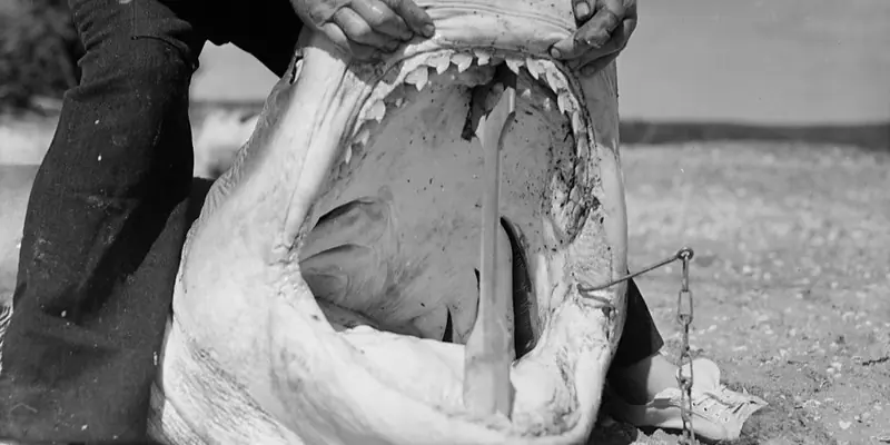 Акула на пляже с крючком во рту после catch and release