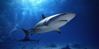 Карибская рифовая акула carcharhinus perezii багамы