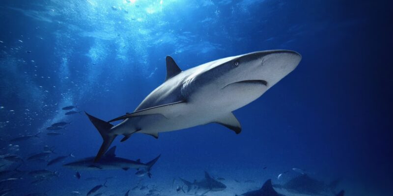 Карибская рифовая акула carcharhinus perezii багамы