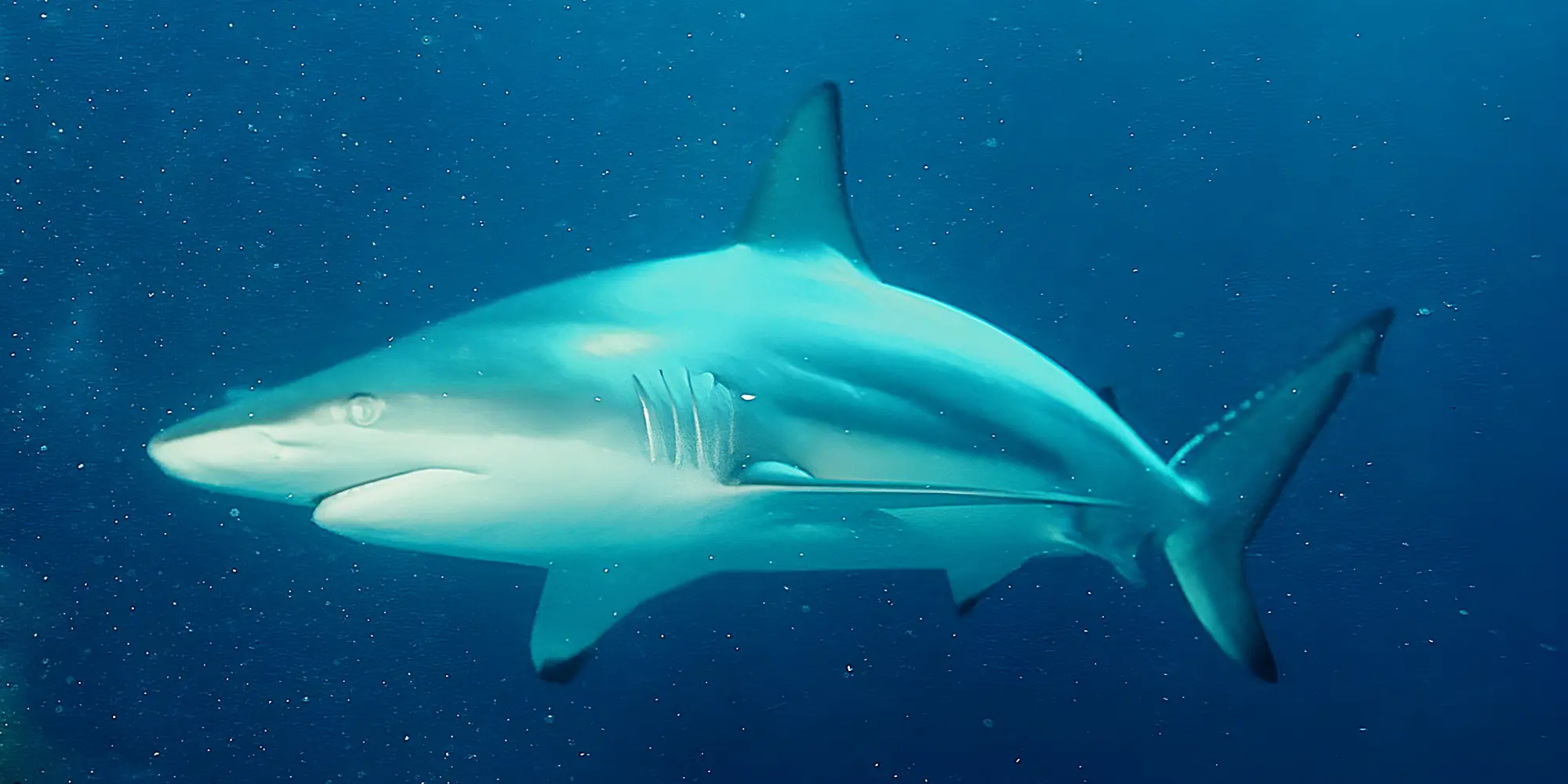 Маленькая чёрнопёрая акула Carcharhinus limbatus