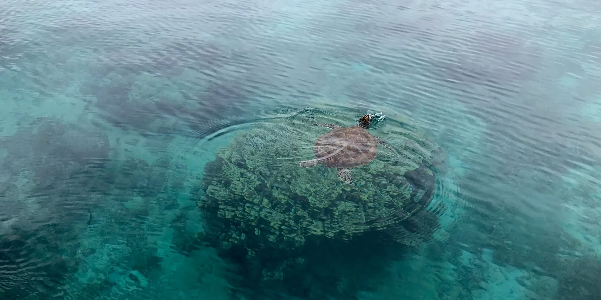 Черепаха у поверхности моря в Новой Каледонии