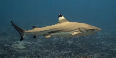 Чернопёрая рифовая акула Carcharhinus melanopterus