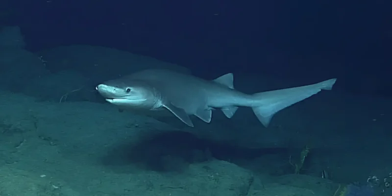 Stumpfnasen Sechskiemerhai Hexanchus griseus in der Tiefsee