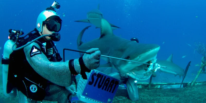Taucher im Kettenhemd füttert Karibische Riffhaie