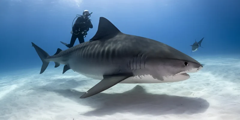 Тигровая акула Galeocerdo cuvier