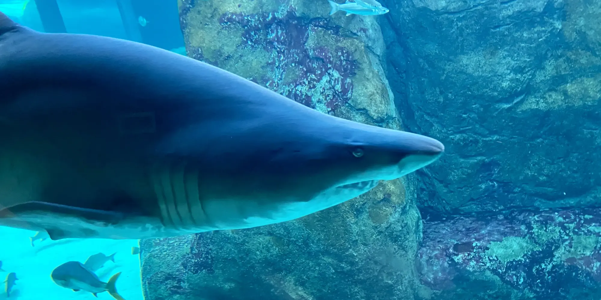 Two Oceans Aquarium песчаная акула