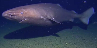 Неизвестная сонная акула в Антарктиде