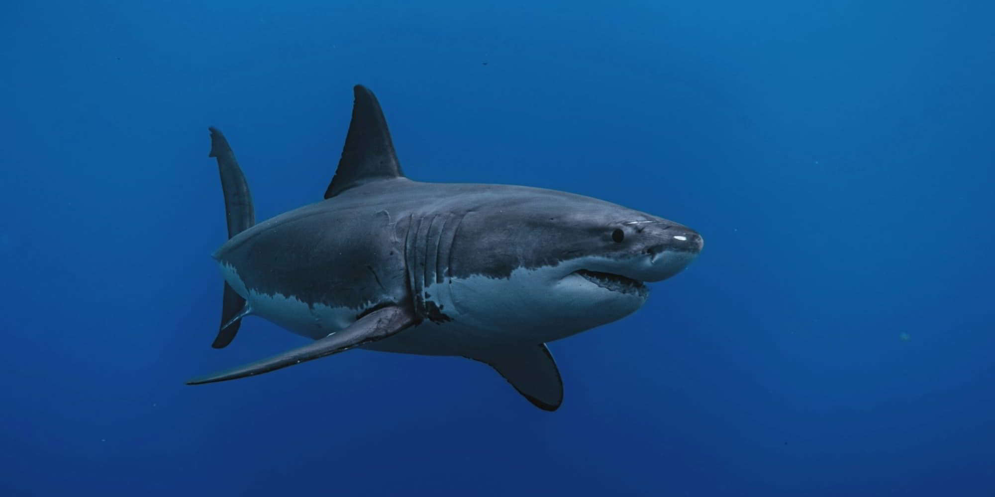 Белая акула Carcharodon carcharias в открытом море
