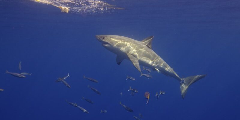 Белая акула Carcharodon carcharias сбоку плывёт к приманке