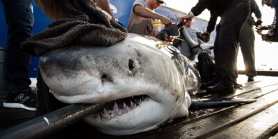 Белая акула помечена OCEARCH Белая акула помечена ocearch