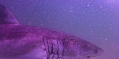 Голова и жаберные щели белой акулы AAron в воде у Кейп-Кода