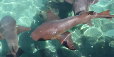 Африканский морской ангел Squatina africana
