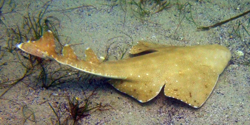 Австралийский морской ангел Squatina australis плывет у морского дна