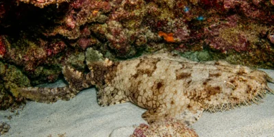 Бахромчатый воббегонг Eucrossorhinus dasypogon на песке под скалой