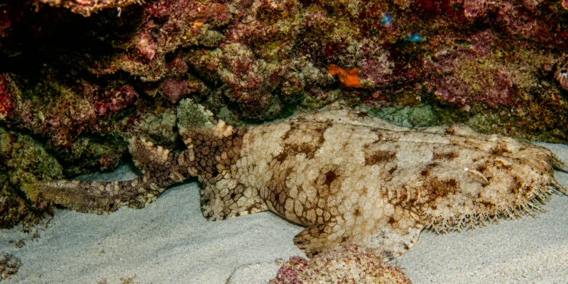 Бахромчатый воббегонг Eucrossorhinus dasypogon на песке под скалой