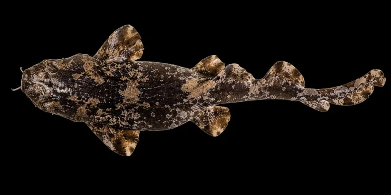 Бородавчатый воббегонг Sutorectus tentaculatus