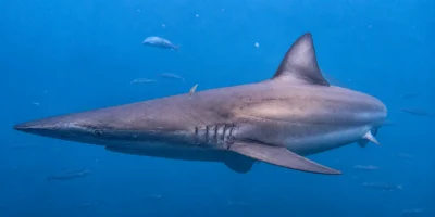 Бронзовая акула Carcharhinus brachyurus плывет в синей воде