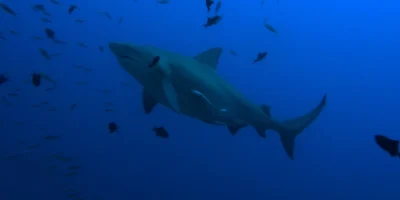 Тупорылая акула Carcharhinus leucas в голубой воде