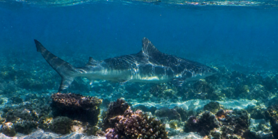 Нервная акула (Carcharhinus cautus)