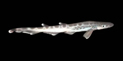 Черноротая акула-пилохвост (Galeus melastomus) на чёрном фоне