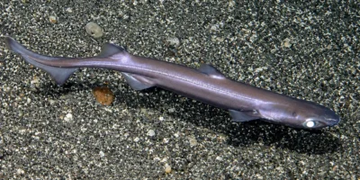 Чёрная колючая акула Etmopterus spinax