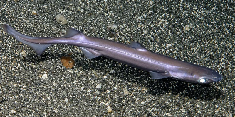 Чёрная колючая акула Etmopterus spinax