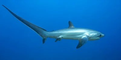 Обыкновенная акула-лисица Alopias vulpinus