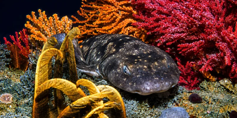 Темная кошачья акула Haploblepharus pictus среди разноцветных кораллов