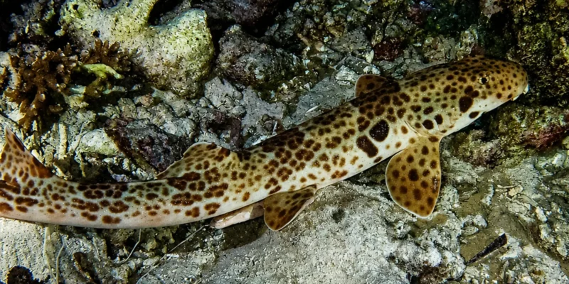 Эполетовая акула Раджа-Ампат Hemiscyllium freycineti на каменистом дне