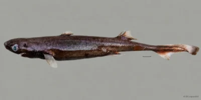 Свежая самка Etmopterus bulbosus с вздутым рылом, двумя спинными плавниками и шкалой; фон расширен с помощью ИИ