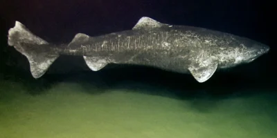 Гренландская акула (Somniosus microcephalus) в глубоководье