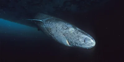 Гренландская полярная акула Somniosus microcephalus